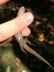 Desmognathus welteri