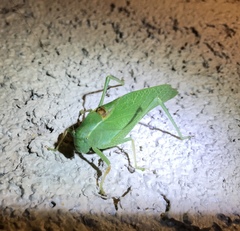 Microcentrum californicum