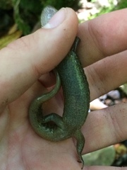 Desmognathus welteri