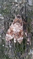 Pseudosphinx tetrio