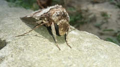 Pseudosphinx tetrio