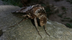 Pseudosphinx tetrio