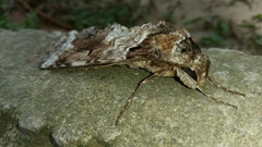 Pseudosphinx tetrio