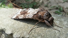 Pseudosphinx tetrio