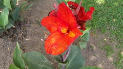 Canna × orchioides