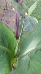 Canna × orchioides