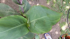 Canna × orchioides