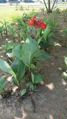 Canna × orchioides
