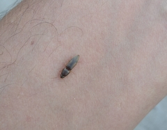 Coleoptera