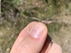 Drymopsalta daemeli