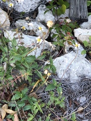 Tridax procumbens image