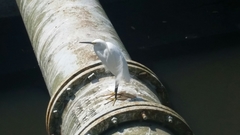 Egretta thula