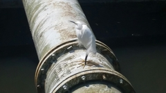 Egretta thula