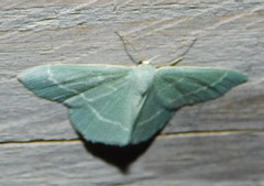 Chlorissa viridata