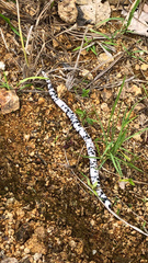 Amphisbaena fuliginosa bassleri