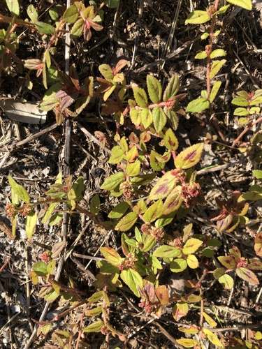 Euphorbia hirta image