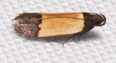 Anacampsis coverdalella
