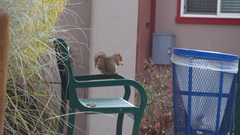 Sciurus niger