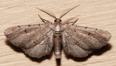 Exelis pyrolaria