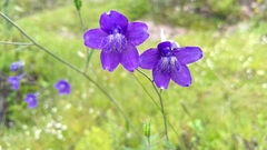 Delphinium pedatisectum