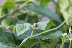 Platyphora quadrisignata