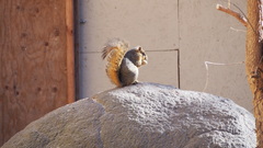 Sciurus niger