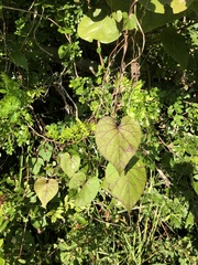 Ipomoea alba