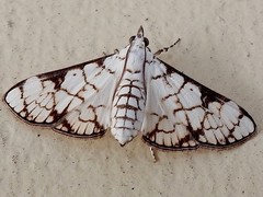 Aphytoceros lucusalis