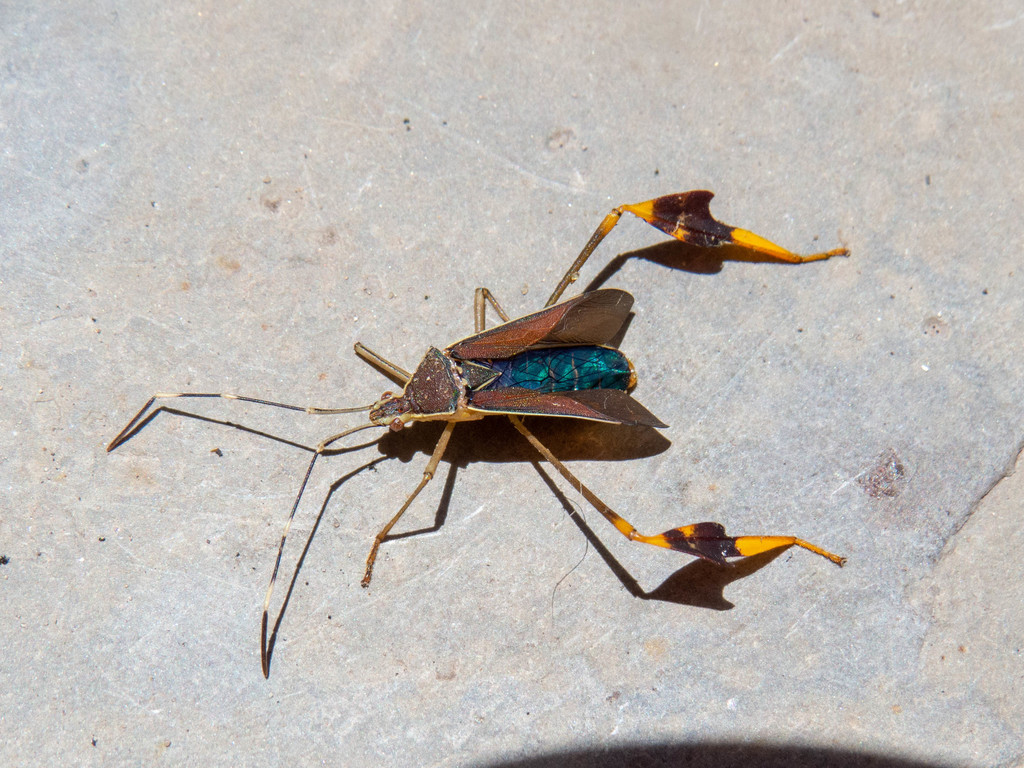 Anisoscelis marginellus