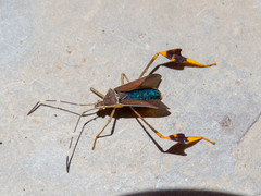 Anisoscelis marginellus