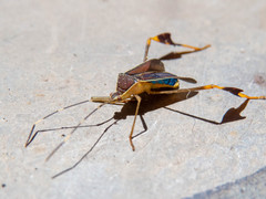 Anisoscelis marginellus