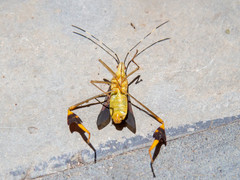 Anisoscelis marginellus