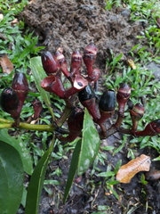 Psittacanthus cucullaris