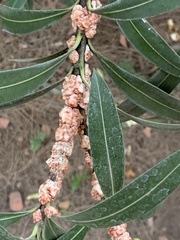 Ceroplastes grandis