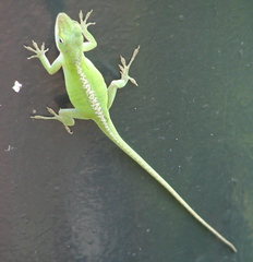 Anolis carolinensis