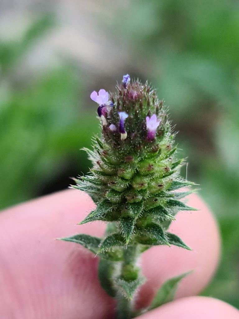 Rough Verbena