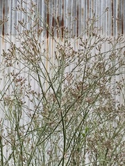 Verbena