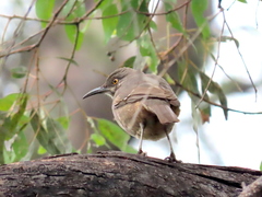 Toxostoma curvirostre