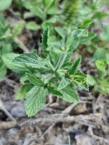 Image of Verbena hispida by (c) Sol Quipildor, some rights reserved (CC BY-SA)