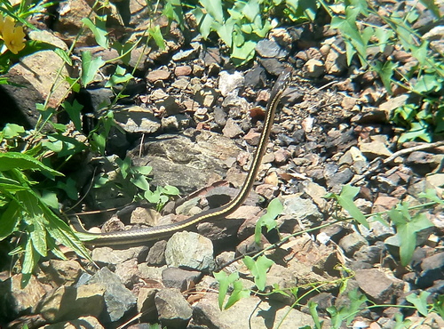 Almeda Striped Racer