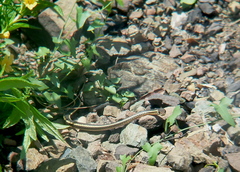 Masticophis lateralis euryxanthus