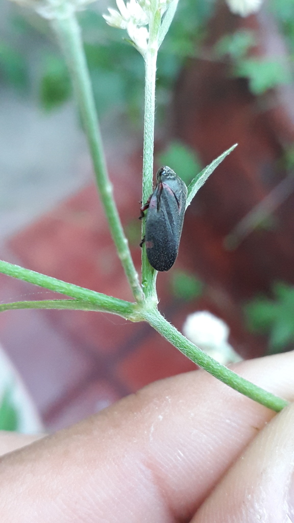 Deois knoblauchii