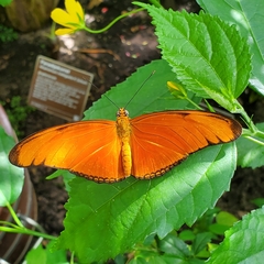 Dryas
