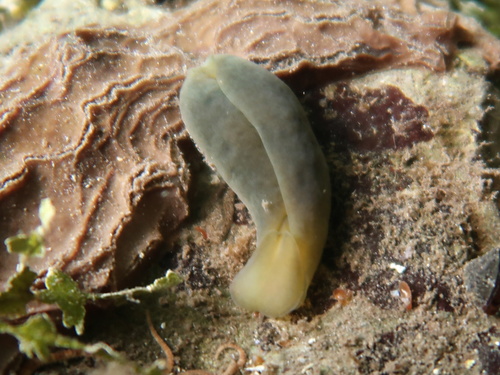 Phanerophthalmus luteus, 2018-03-19