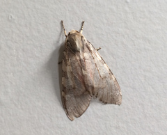 Pseudohemihyalea labecula