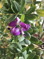 Polygala myrtifolia