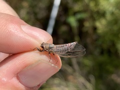 Drymopsalta daemeli