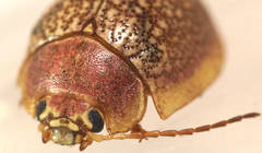 Paropsis roseola