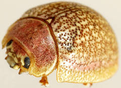 Paropsis roseola