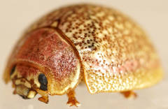 Paropsis roseola